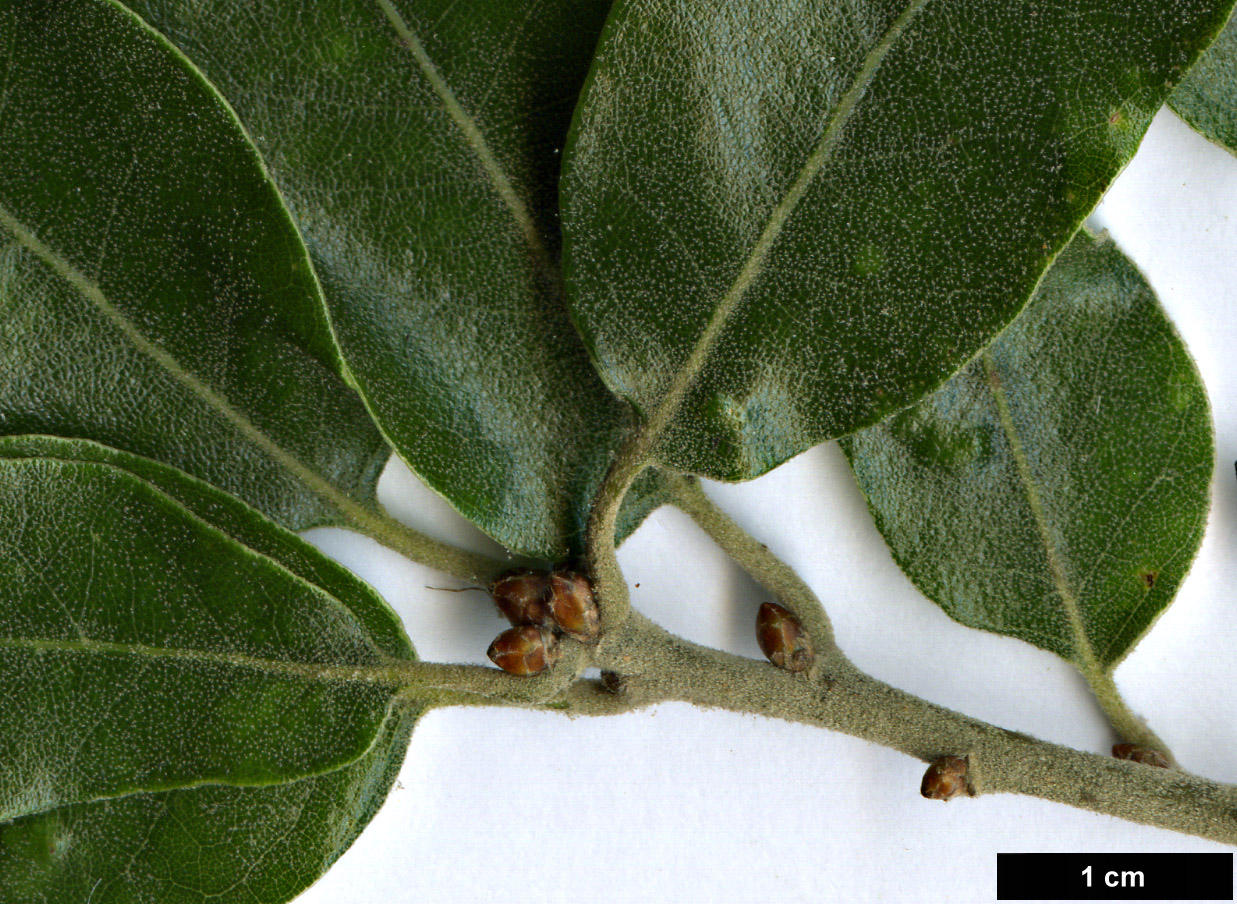 High resolution image: Family: Fagaceae - Genus: Quercus - Taxon: durifolia hybrid